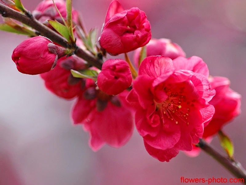 Hoa Trung Quốc mang đến vẻ đẹp đầy phong cách và cổ điển. Hãy chiêm ngưỡng những loài hoa Trung Quốc phong phú và đặc trưng trong hình ảnh, từ hoa ly đến hoa hồng đen, đều mang đến cảm giác đẳng cấp và sang trọng.